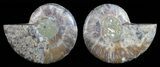 Polished Ammonite Pair - Agatized #59444-1